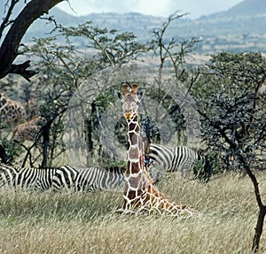 Young giraffe lying on grasses