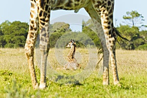 Young giraffe lying in long grass