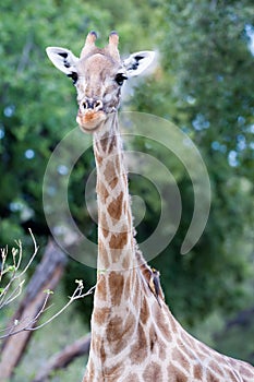 Young giraffe with maggot hacking starling live in perfect symbiosis as the birds examine fur for parasites, Botswana