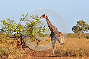 Young giraffe in morning sunshine