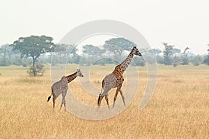 Young giraffe and mother