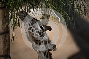 Young Giraffe reaches to eat leaves of a tree