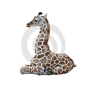 Young Giraffe resting on white background