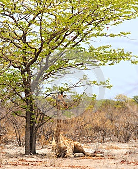 Young Giraffe sitting and resting under a tree with bright green leaves