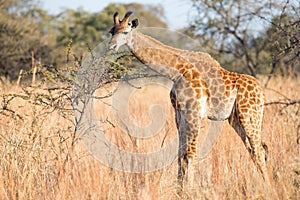 Young giraffe and small thorn tree