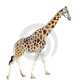 Young giraffe standing full length isolated on white background. Funny walking giraffe close up.