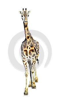 Young giraffe standing full length isolated on white background. Funny walking giraffe close up. Zoo animals isolated.