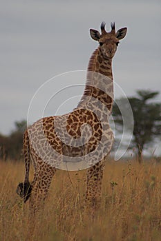 Young giraffe standing in the grass in Nairobi National Park, Kenya