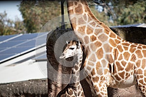 Mladý žirafa je pobyt ďalšie jeho matka 