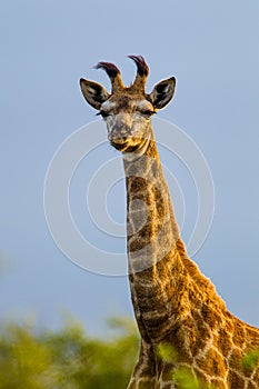 A young Giraffe stops for a quick portrait