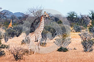 Young giraffe walking in african bush