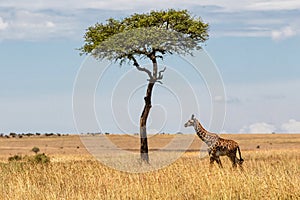 Young Giraffe walking on the plains