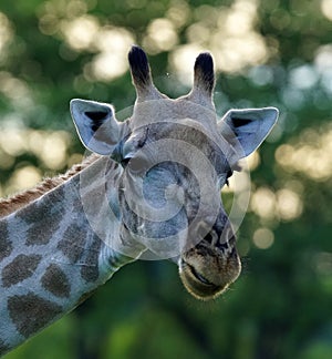 Young Giraffe in Zimbabwe near Victoria Falls