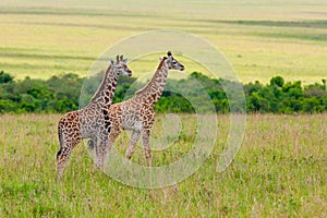 Young Giraffes