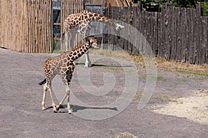 Young Giraffes at Bioparco
