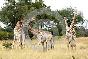 Young giraffes fighting, Botswana