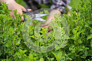 A young girl collects mint in the garden.