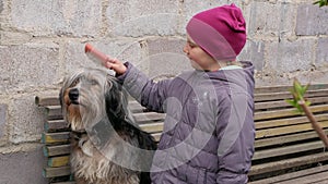 Young girl combing big fluffy dog. Care for long fur animals. Combs for pets. Love supportng caring puppy adoption concept.