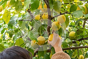 Young Girl In Cozy Jacket Picking Lemons in a Verdant Garden.