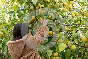 Young Girl In Cozy Jacket Reaching for Lemons in a Verdant Garden.