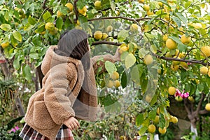 A young girl in a cozy jacket stretches to pick lemons in a verdant garden, symbolizing curiosity and the joy of