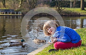 Young girl feeding ducks with bread