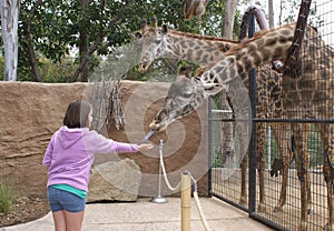 Young Girl Feeding Giraffe