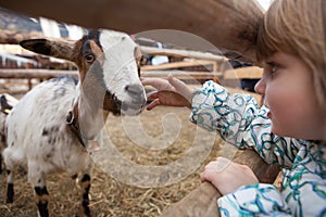 A young girl feeding goat.
