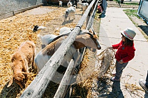 Young girl feeding goats