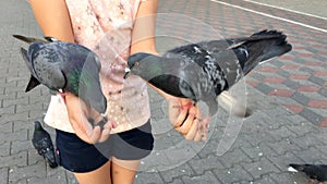 Young girl feeding pigeons sunflower seeds with hands on the street in the city