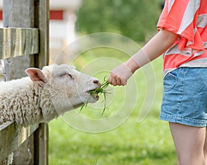 Young girl feeding sheep in a farm