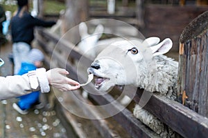 Young girl feeding sheep and a goat in the a farm.