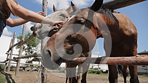 Young girl feeding and taking care of brown horse