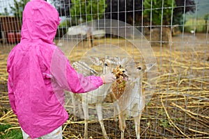 Young girl feeding wild deers at a zoo on rainy summer day. Children watching reindeers on a farm