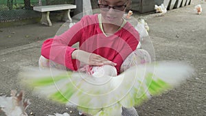 Young girl feeds ornamental pigeons with multi-colored feathers stock footage video