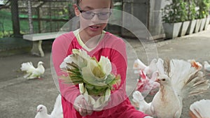 Young girl feeds ornamental pigeons with multi-colored feathers stock footage video