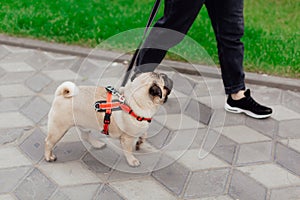 Young girl goes for walk with doggy pug in park. Selective focus