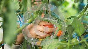 Young girl hand picks red ripe tomato from green stem