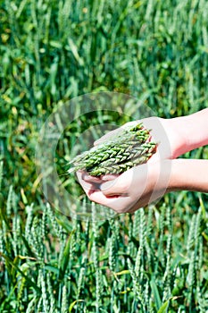 Young girl hands holding green wheat stems
