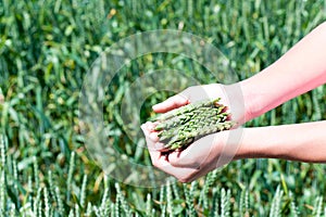 Young girl hands holding green wheat stems