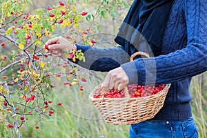 Young girl hands, picking red and ripe rosehips from the bush