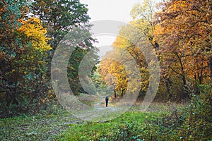 Young girl hiking alone through the forest lighted by warm sunlight. Autumn golden colors scene