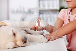 Young girl holding the bandaged paw of her cute labrador puppy d