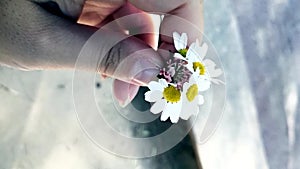 A young girl holding a chamomel Daisy flower in her hand. macro mode. a gift to a girl`s mother from her son on mother`s