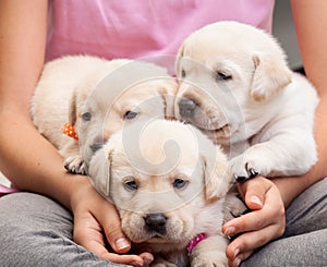 Young girl holding three adorable labrador puppies in her lap