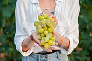 A young girl holds a beautiful bunch of grapes close-up against the background of a vineyard