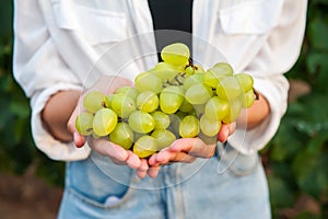 A young girl holds a beautiful bunch of grapes close-up against the background of a vineyard