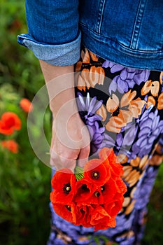 A young girl holds a bouquet of beautiful red poppies in her hand. Close-up. Summer day, vacation, rest