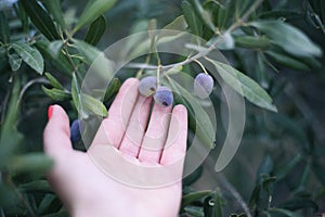 Young girl holds in her hands a branch with juicy ripe black olives at sunset