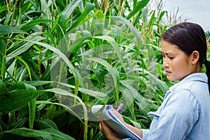 A young girl inspects the corn and notes the observations found